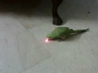 petit oiseau laser